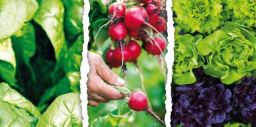 salades, radis, épinards nouveaux versus pommes, pommes de terre, poireaux et carottes de l'automne dernier !